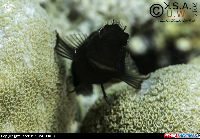 A BLENNY