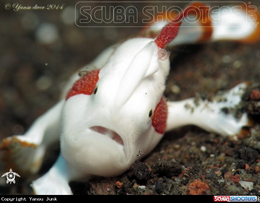 A Clown frogfish