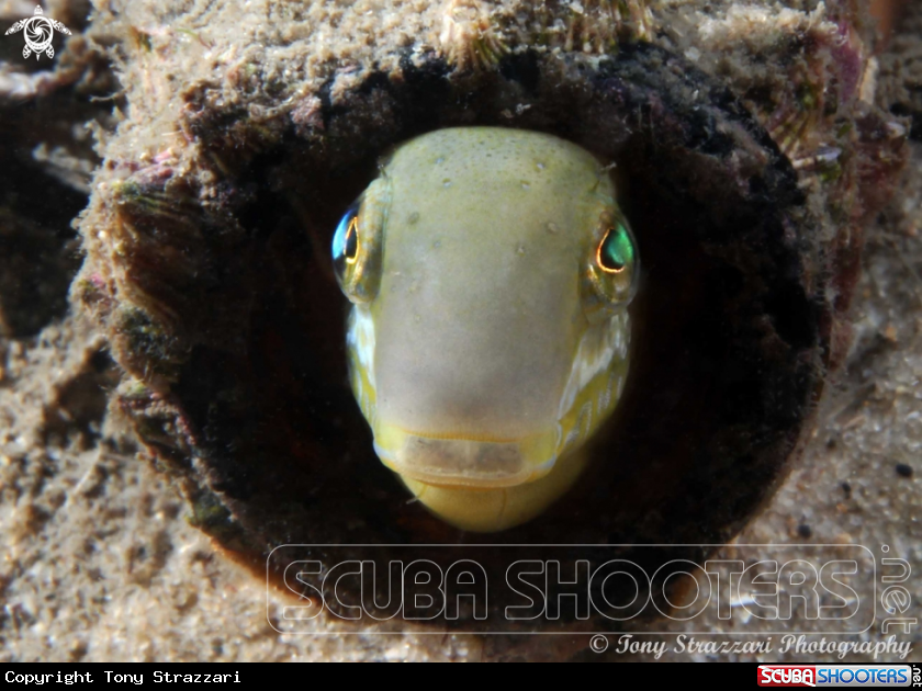 A Hit & Run Fang Blenny