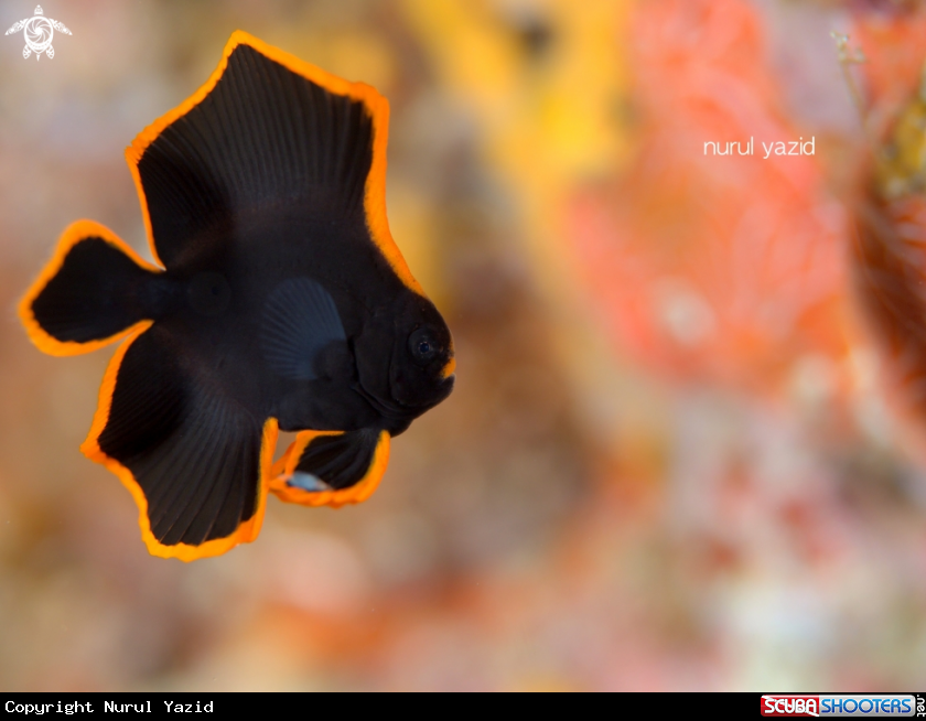 A Juvenile Pinnate Batfish