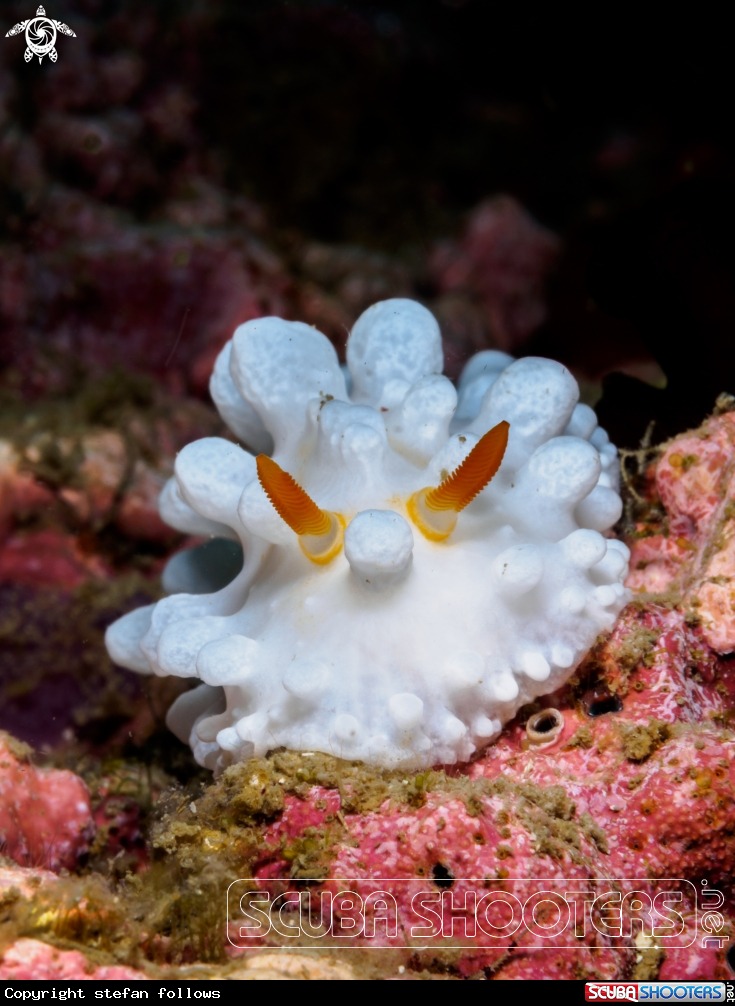 A Wart Slug