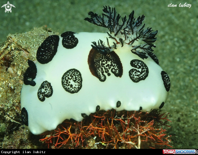 A nudibranch