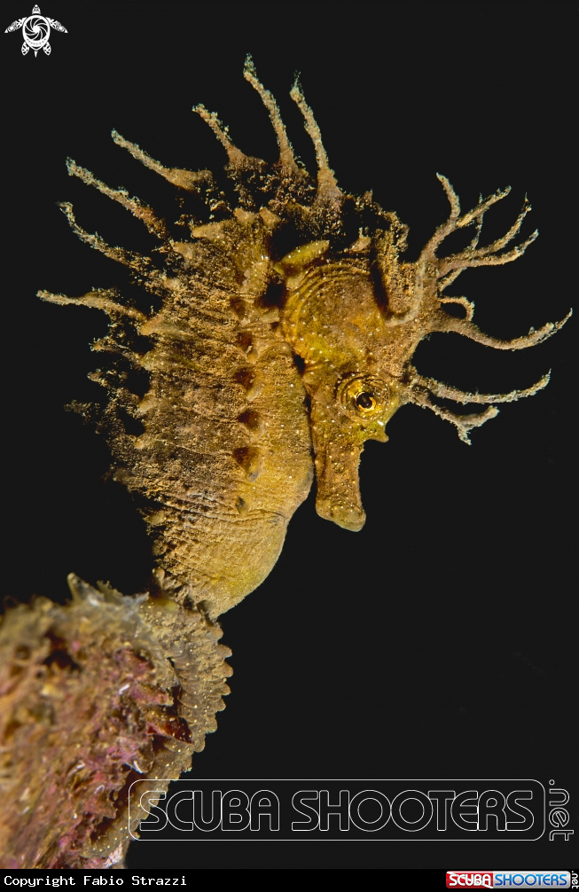 A Hippocampus
