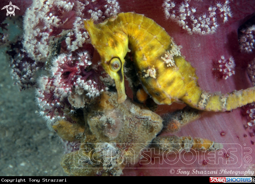 A White's seahorse + Decorator crab