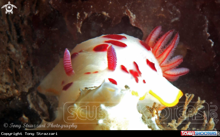 A Splendid Chromodoris