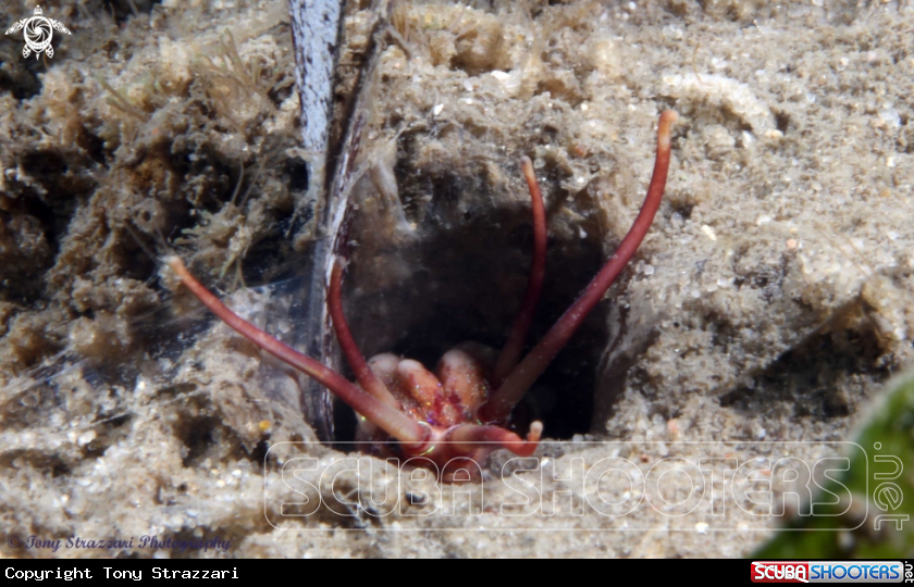 A Sand worm (bobbit worm)
