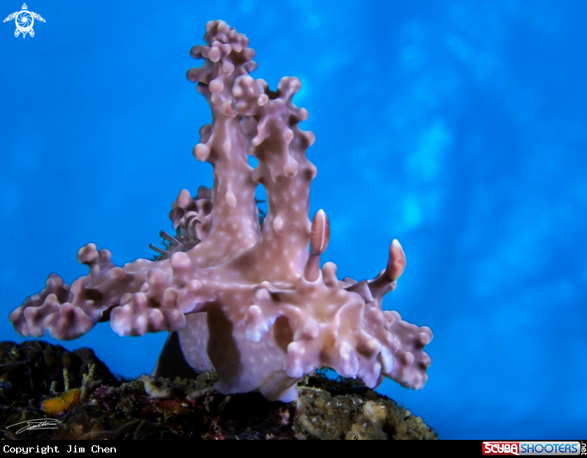 A Allen's ceratosoma