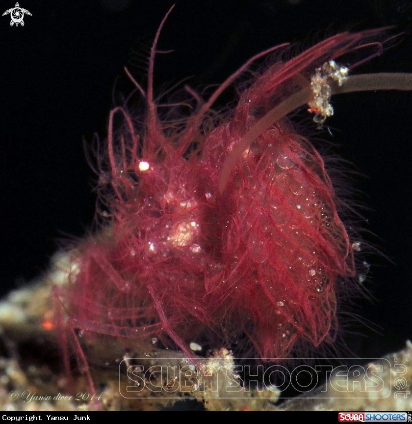 A Hairy chicken Shrimp