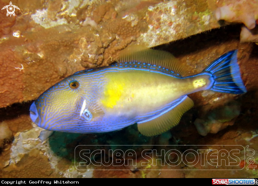 A Six-Spine Leatherjacket