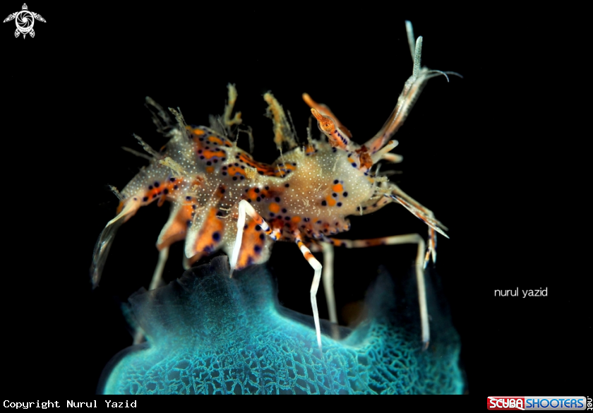 A Spiny Tiger Shrimp