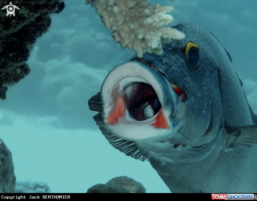 A many spoted sweetlips