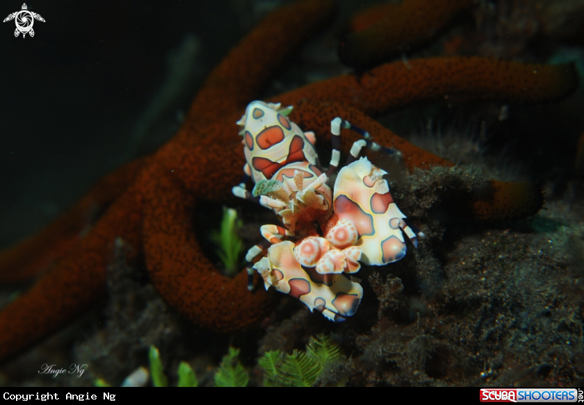A Harlequin Shrimp