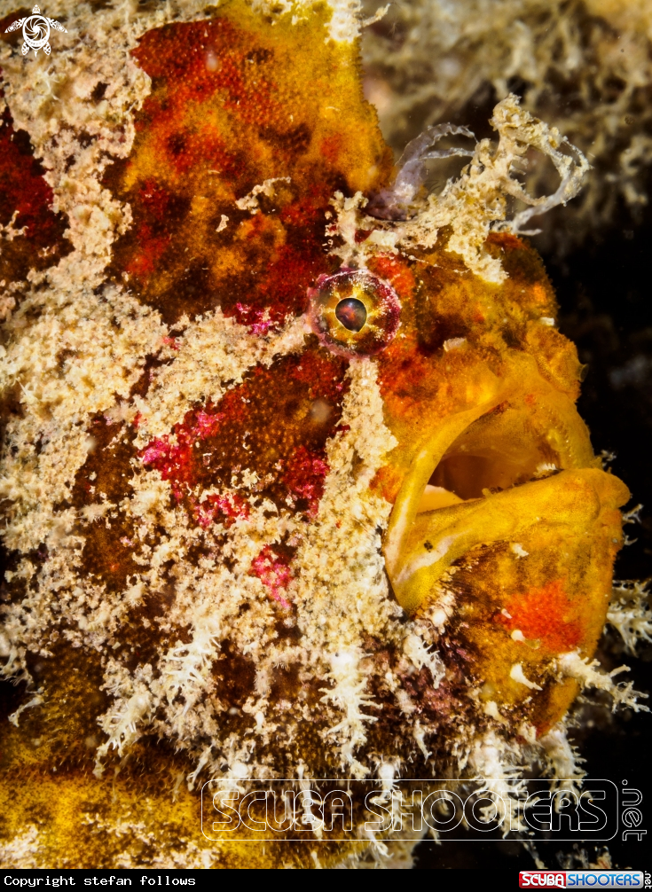 A Frogfish