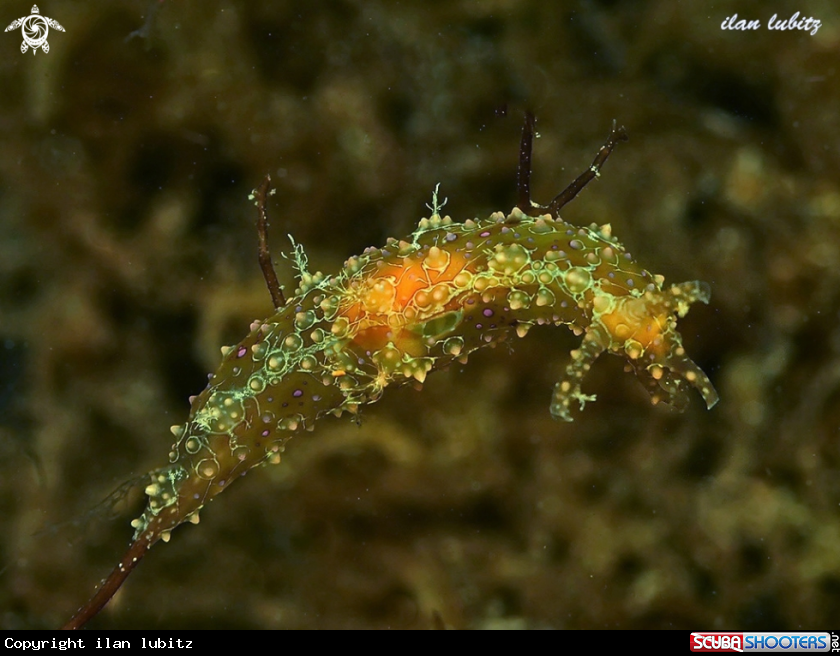 A sea slug