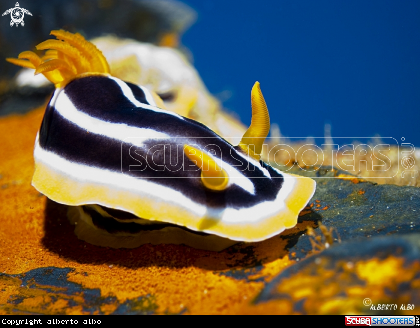 A nudibranqueo