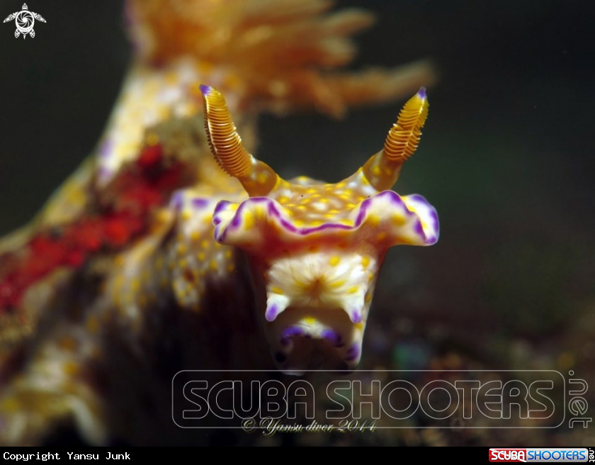 A Ceratosoma Nudi