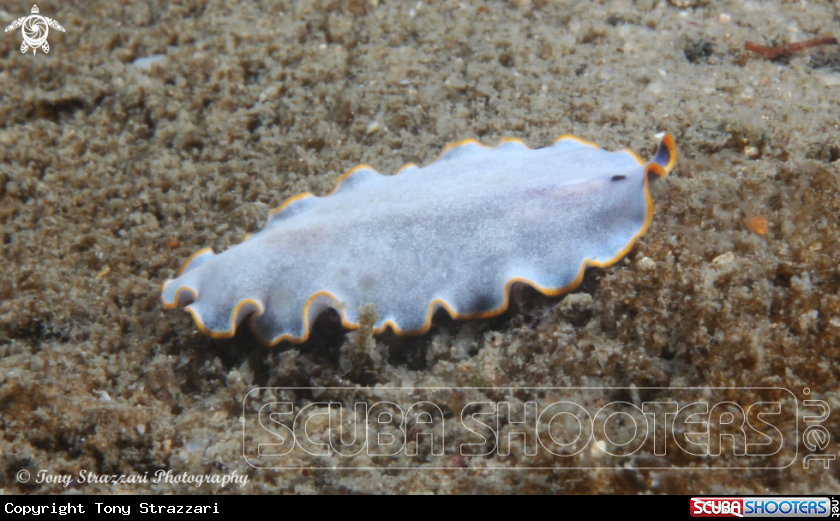 A blue flatworm