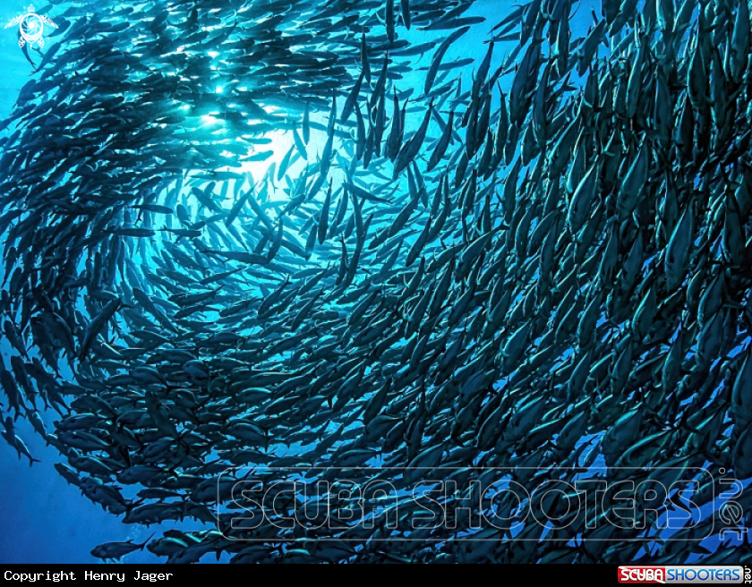 A Jackfish