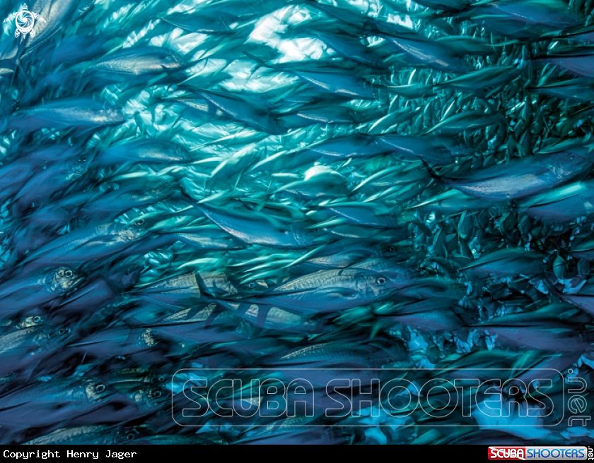 A Jackfish