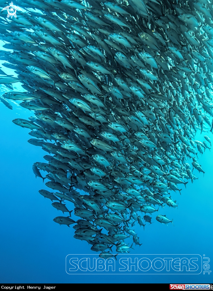 A Jackfish