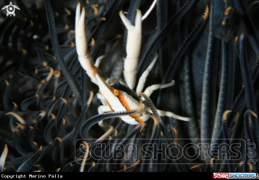 A Crinoid Squat Lobster