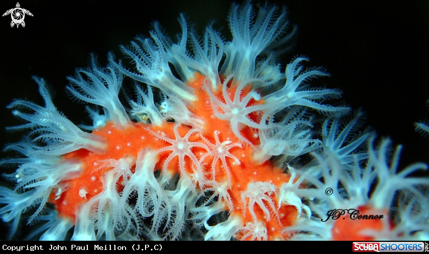 A Corail rouge de Méditerranée