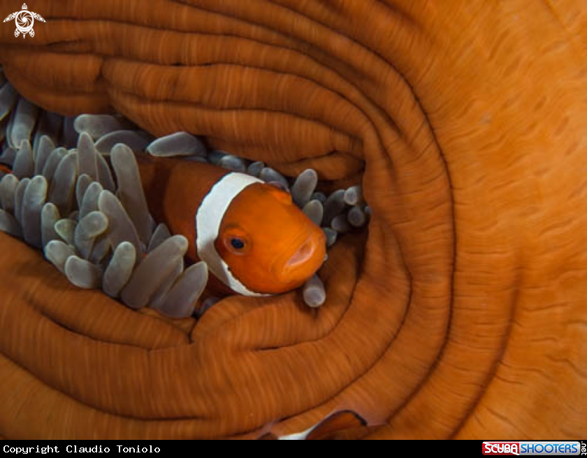 A Amphiprion