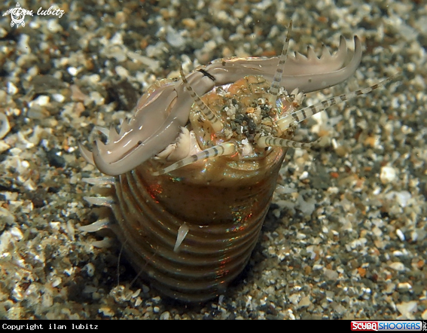 A bobbit worm