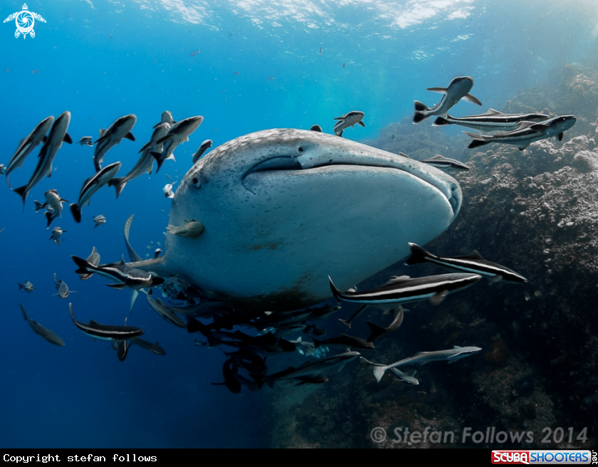 A Whale Shark