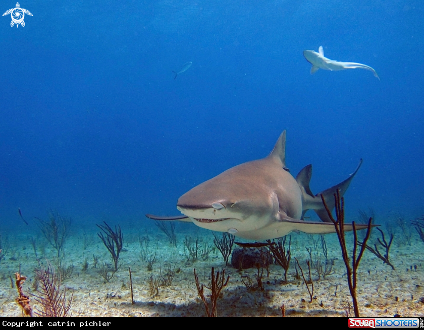 A Lemon Sharks