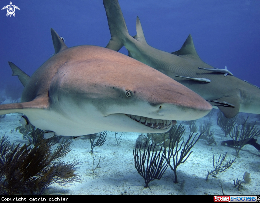 A Lemon Sharks