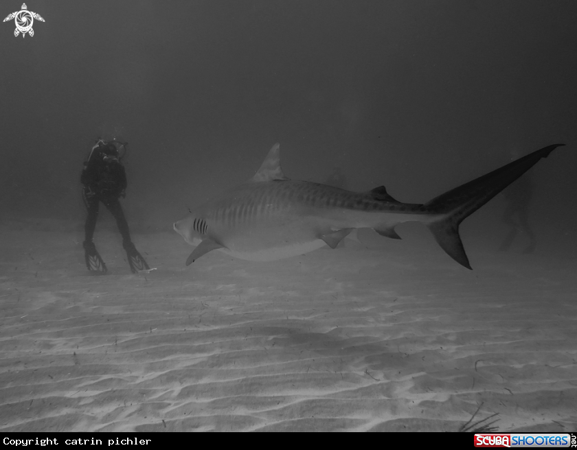 A Tiger Shark