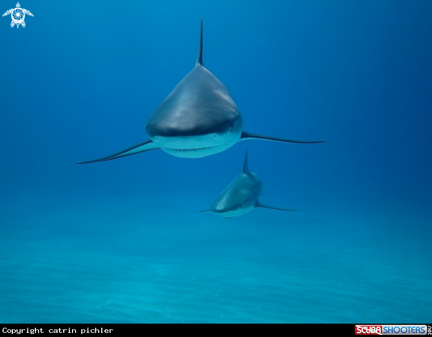 A Carribean Reef Shars