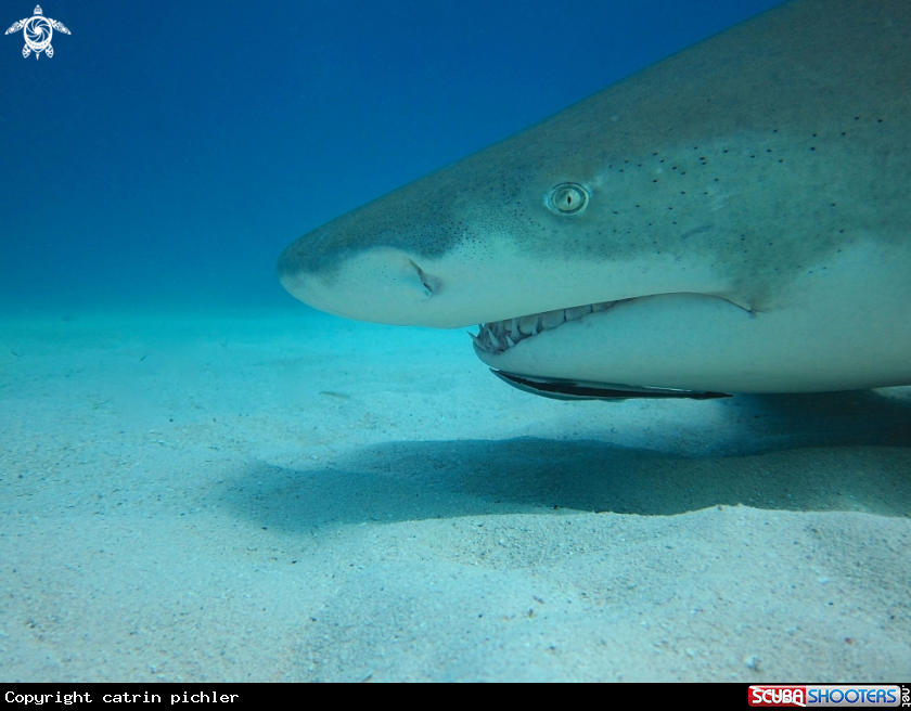 A Lemon Shark