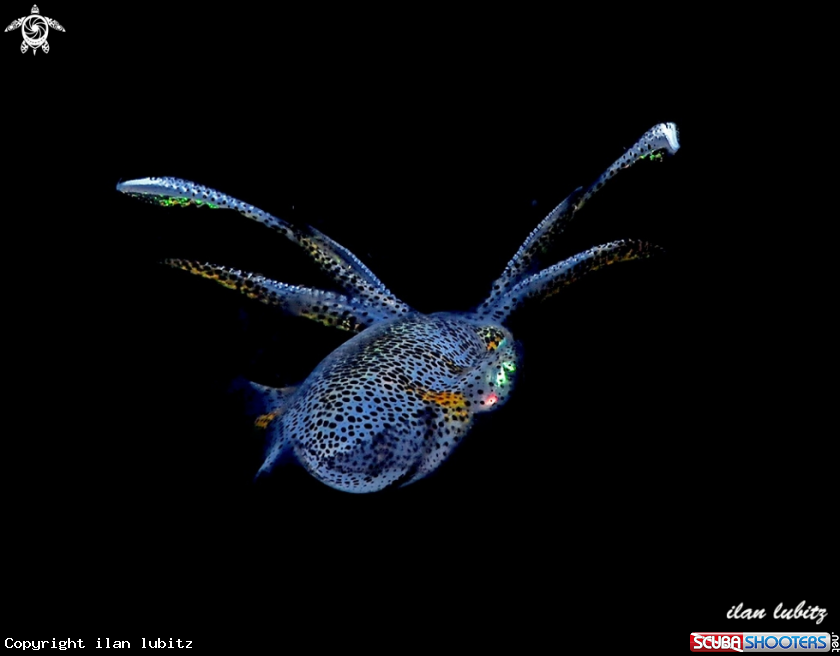 A squid