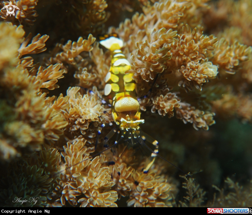 A Commensal Shrimp