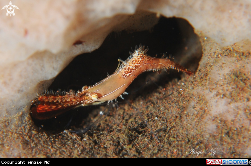 A Plumed Shrimp