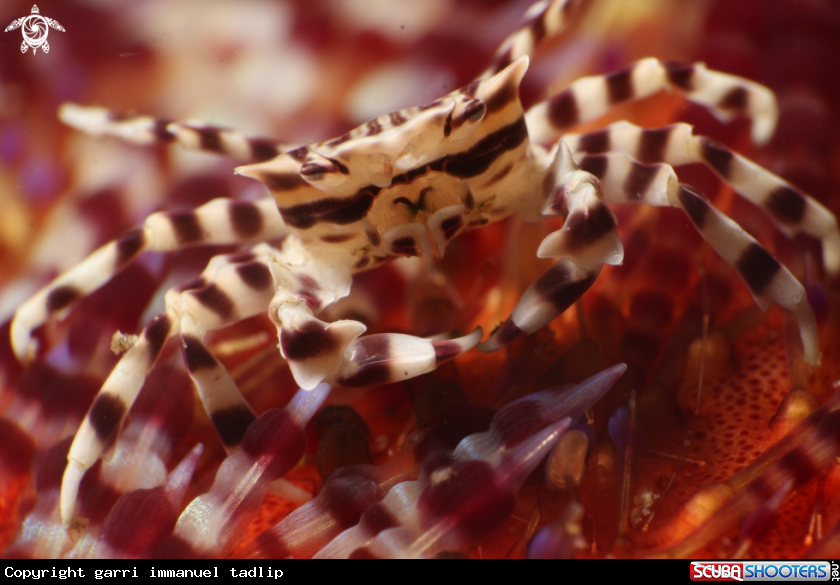 A zebra crab