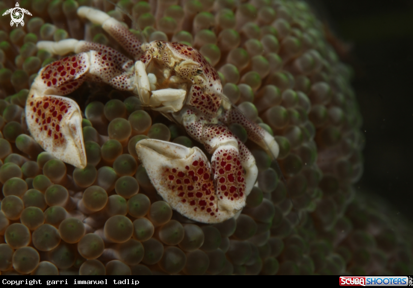 A porcelain crab
