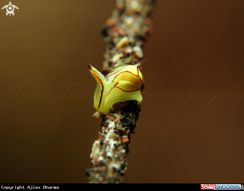 A sipoptheron brunneomarginatum 
