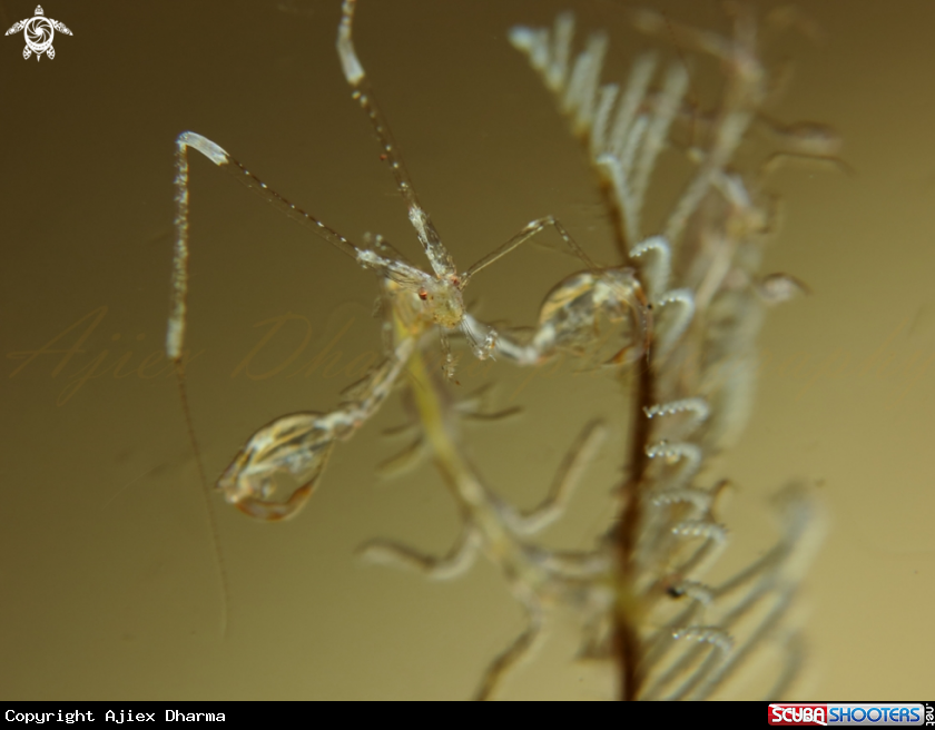 A skeleton shrimp 