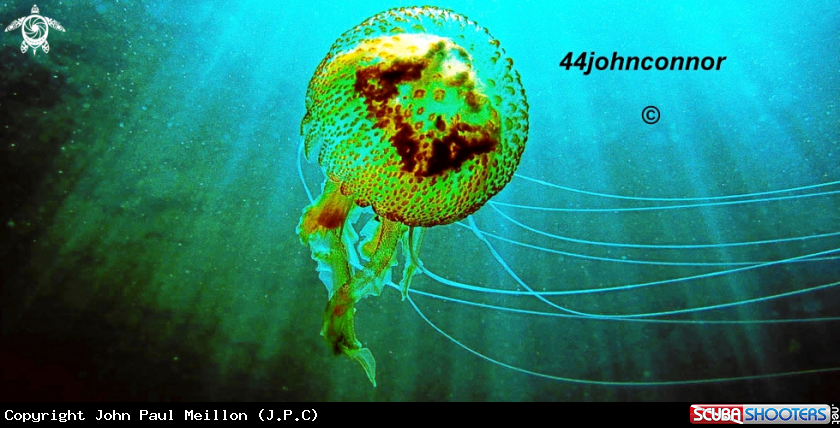 A underwater creature