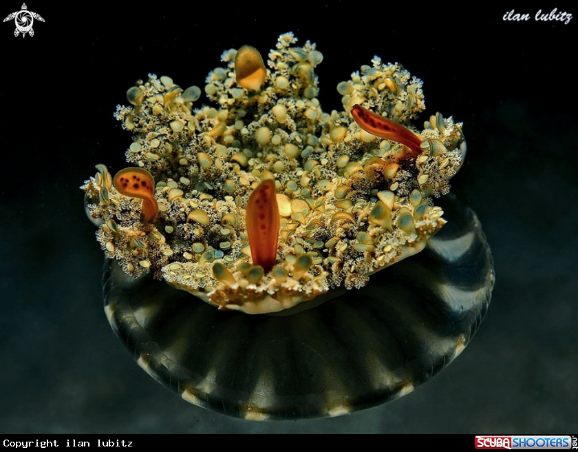 A Jelly fish