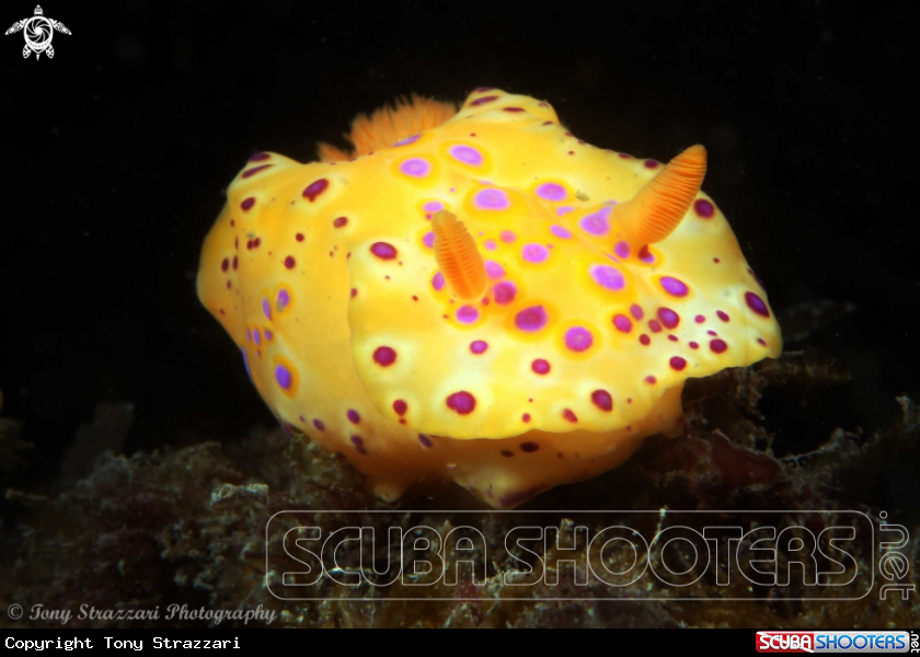 A Short-Tailed Ceratosoma