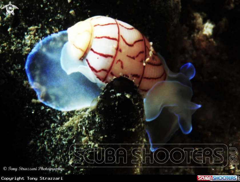 A Lined Bubble-shell