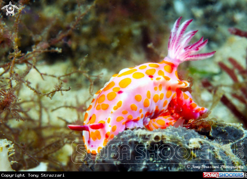 A Sweet Ceratosoma