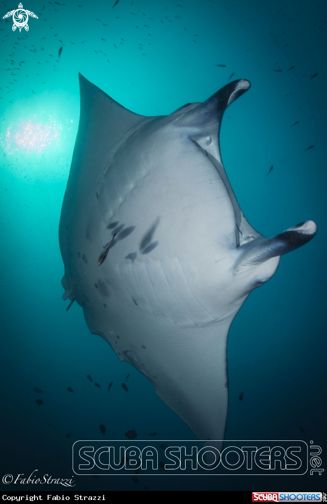 A Manta ray