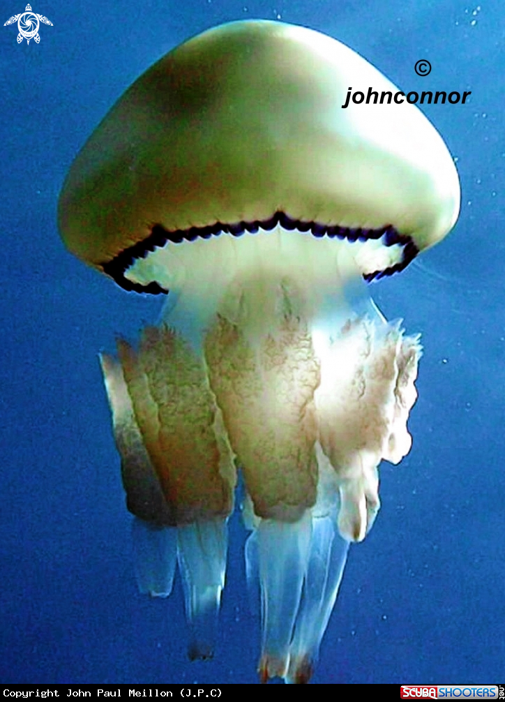 A Rhizostoma Pulmo