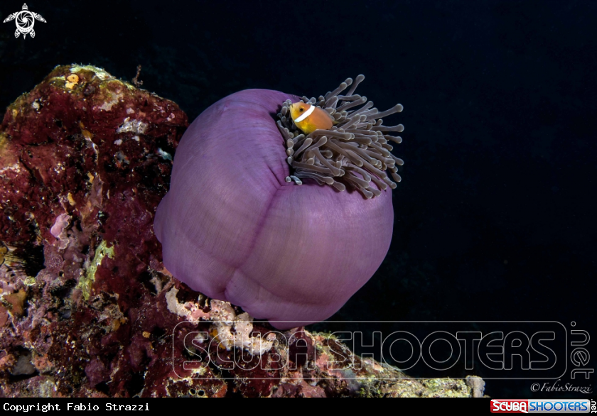 A Anemone 