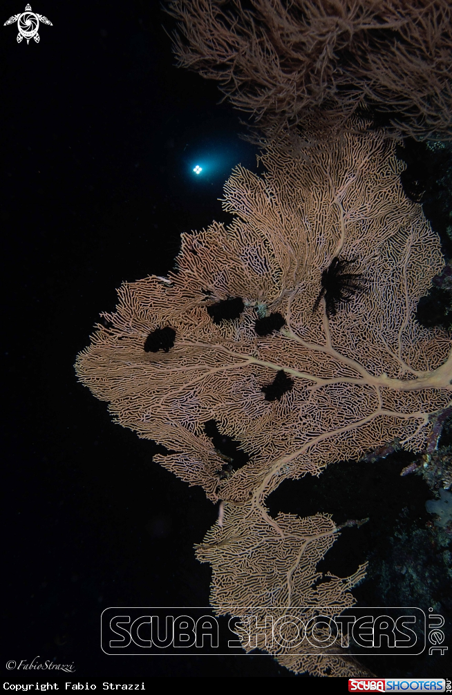 A Reef 